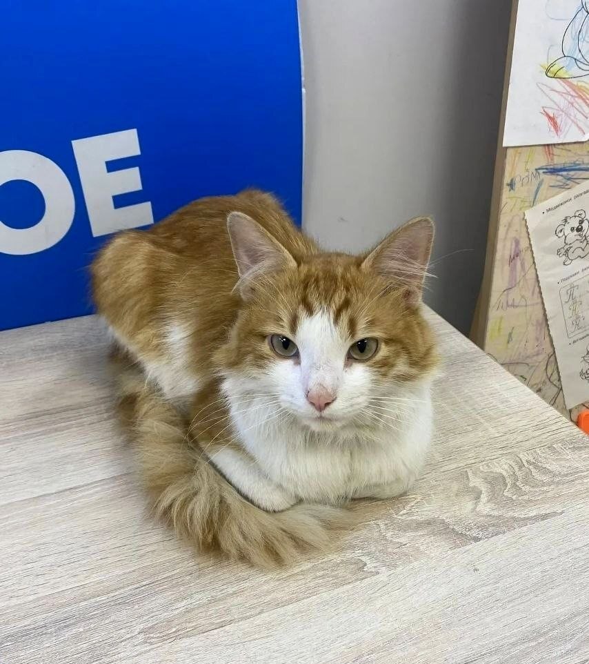 Cat from the pick-up point - cat, Moscow, In good hands, Help, No rating, Longpost