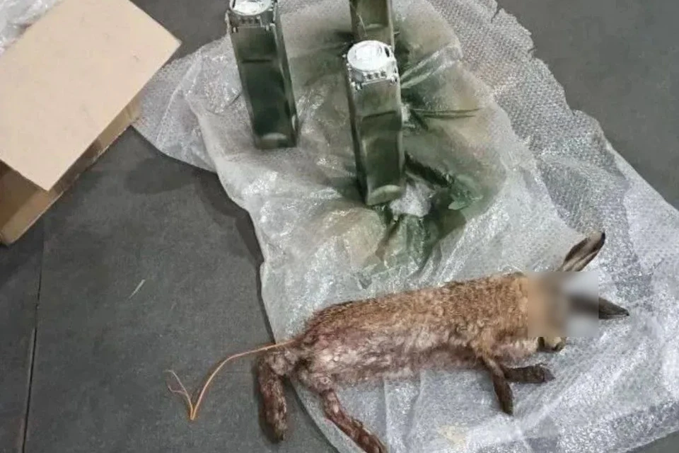 Insanity-level villainy: Ukrainian Nazis in the Kherson region are mining roads by hiding explosives in animal carcasses. - My, Ukraine, APU, Negative, Politics