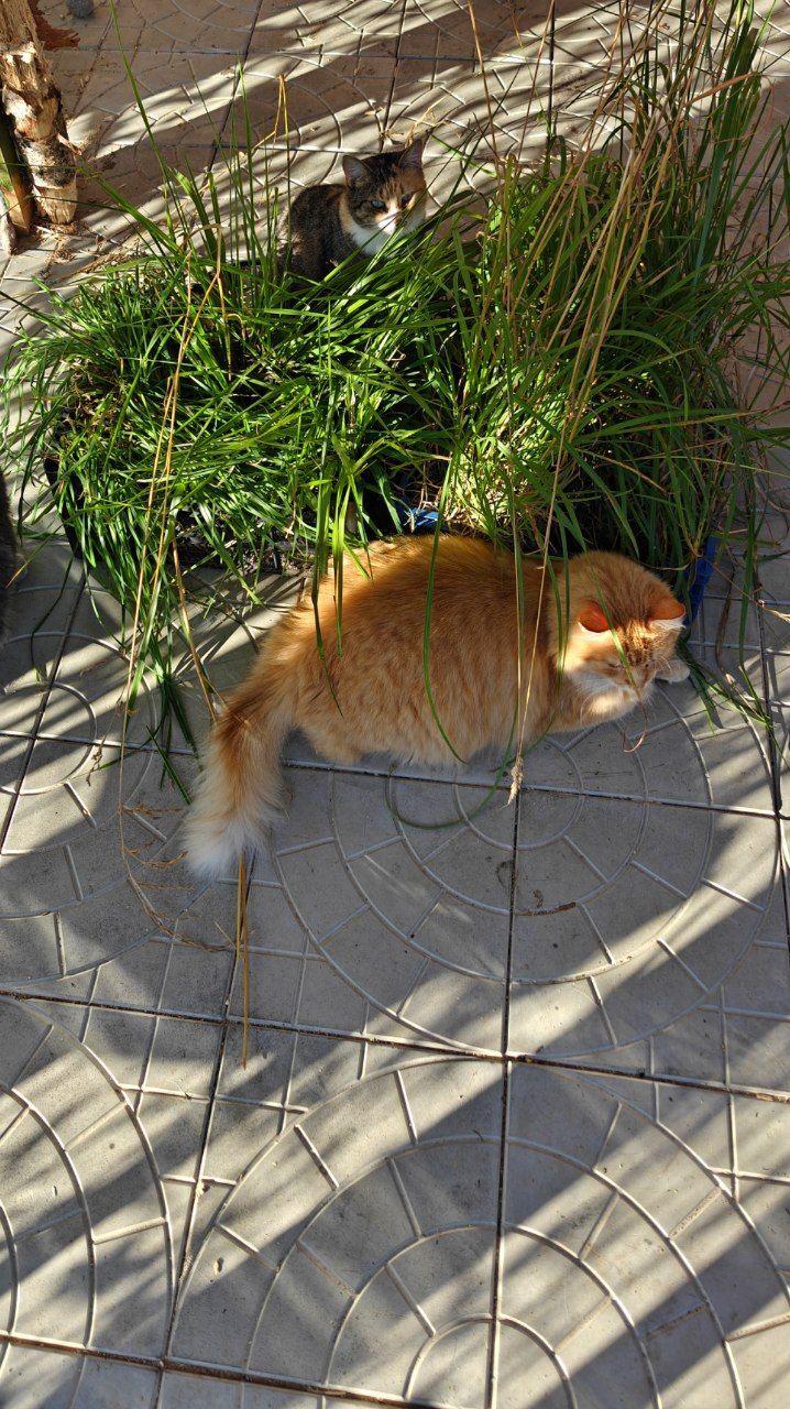 An evening at the catio for my rescued cats (mostly from summer cottages) - My, cat, Animal Rescue, Helping animals, Short videos, Vertical video, Animals, Video, Longpost