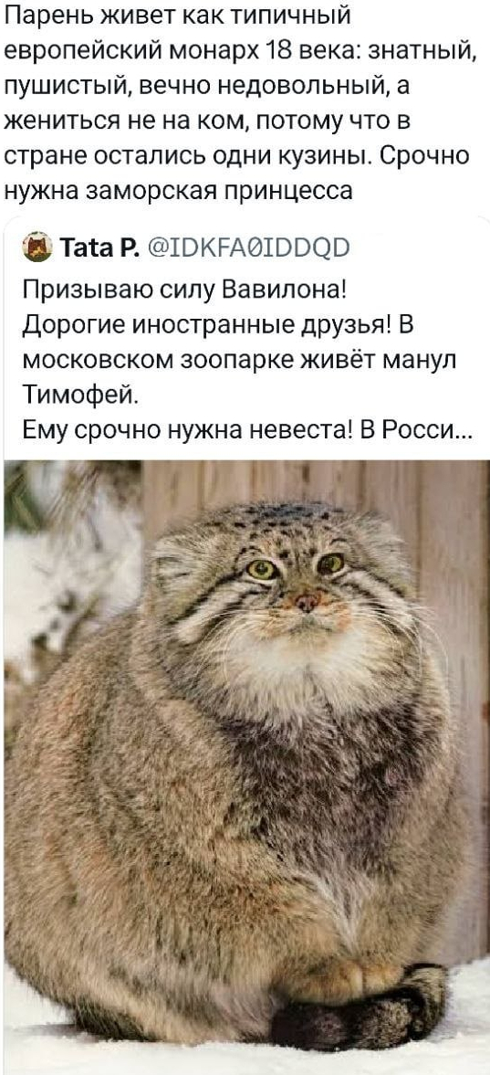 The noble, fluffy Moscow monarch - Moscow, Moscow Zoo, Pallas' cat, Monarchy, Bride, Princess, Manul Timofey, Wild animals, Predatory animals, Small cats, Cat family, Screenshot, Comments