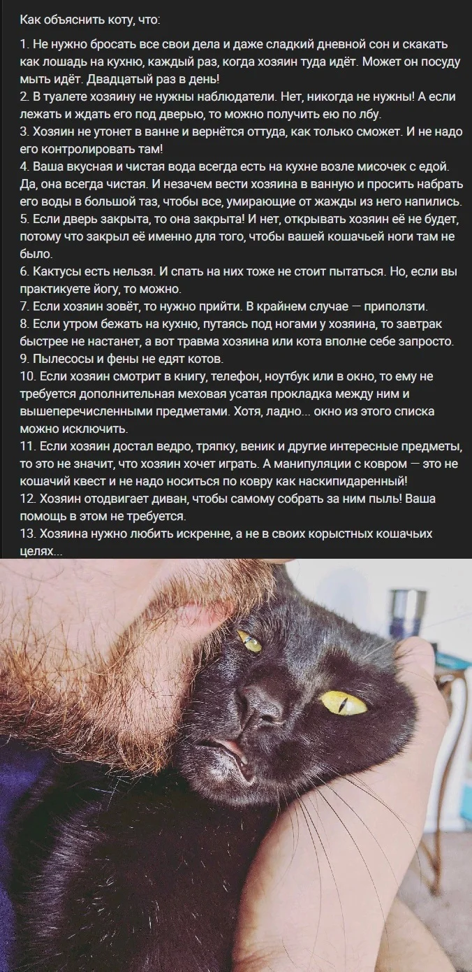 The Most Important Questions of the Universe for Humanity: - cat, VKontakte (link), Question