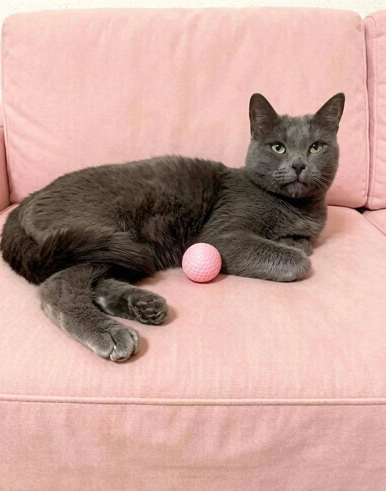 A Russian Blue cat urgently needs a home! Her owner has died. St. Petersburg. - Series Cats in search of a home  St Petersburg  2026, No rating, In good hands, Good league, Animal Rescue, Saint Petersburg, cat, Russian blue, Homeless animals, Helping animals, Gatchina