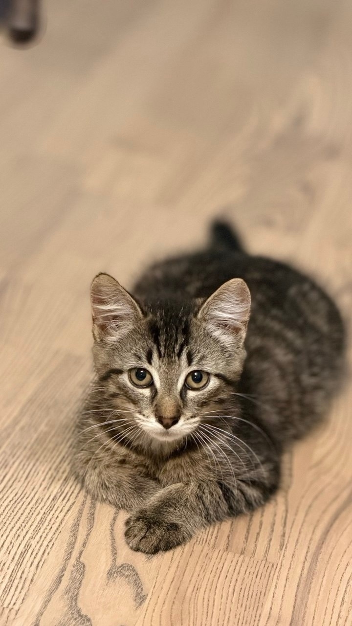 A kitten urgently needs a home; foster care is ending. St. Petersburg. - Series Cats in search of a home  St Petersburg  2026, No rating, In good hands, Good league, Animal Rescue, Saint Petersburg, cat, Kittens, Overexposure, Homeless animals, Helping animals, Cat lovers, Longpost