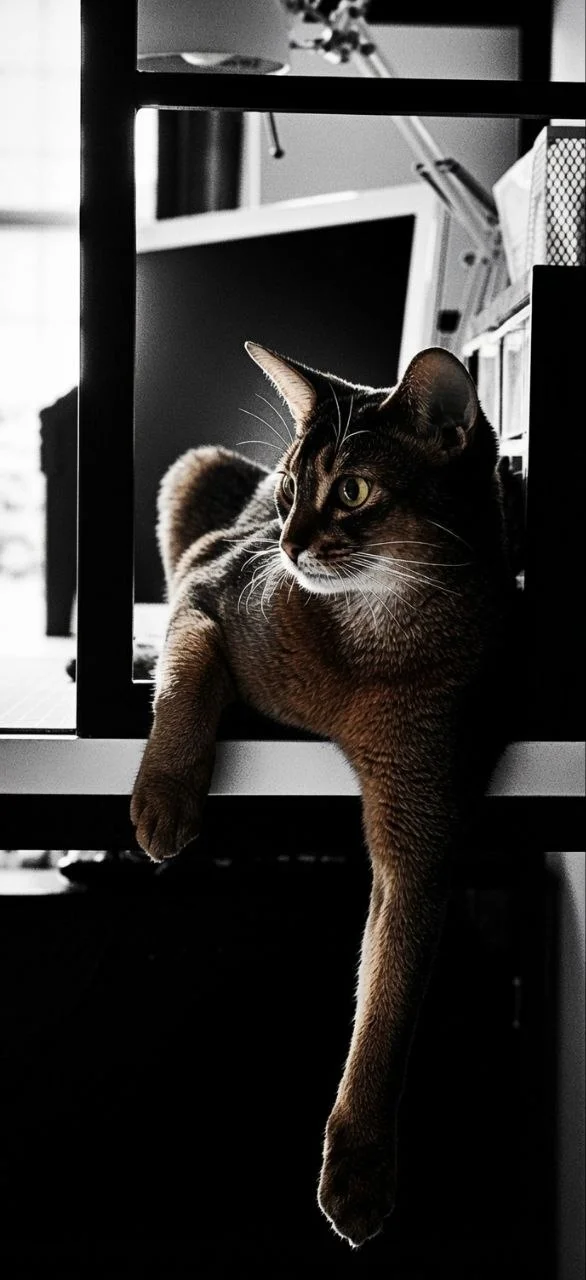 Perm - City of Cats - Series Cat Altyn from Perm, My, Permian, Sin City, Stylization, Abyssinian cat, City lights, Author's story, cat, Longpost