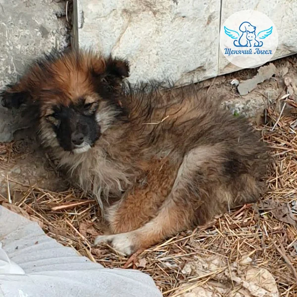 She wasn't given a chance, but she survived and got back on her feet. Amelie's story - Volunteering, Charity, Homeless animals, The rescue, Animal shelter, Shelter, Video, Soundless, Short videos, Longpost