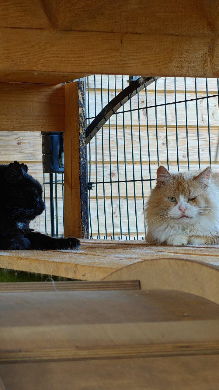 The cats are brothers. Gruzd is an old cat from the dacha. Ryzh is an old abandoned cat who was hit by a car. - My, Helping animals, Animal Rescue, cat, Old age, Dacha, Longpost