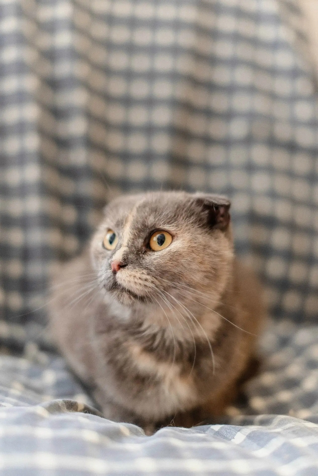 The cat is looking for its home - My, cat, In good hands, Cat lovers, Homeless animals, Animal shelter, Good league, Helping animals, No rating, Saransk, Longpost