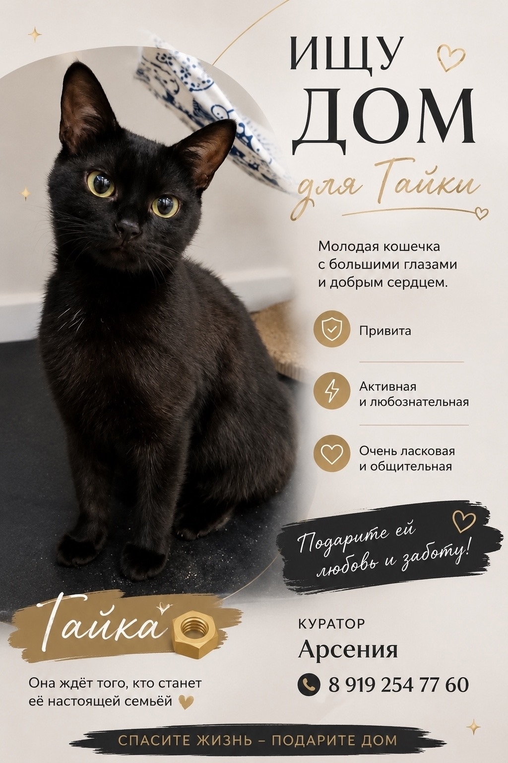 A silky soul in a charcoal coat: Nut is looking for a man to become his quiet happiness. - cat, In good hands, Moscow, Saint Petersburg, Voronezh, Lipetsk, Telegram (link), Longpost