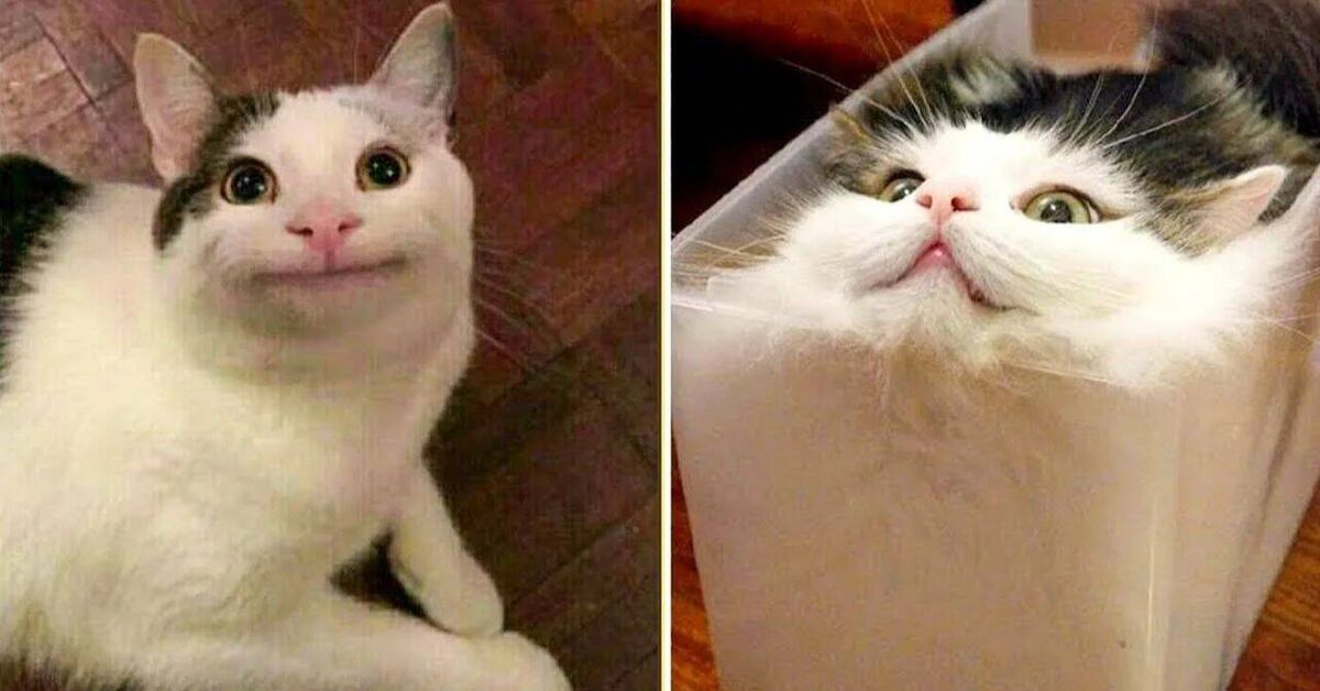 Funny animals) - Rutube, cat, Dog, Puppies, Dog lovers, Kittens, Small cats, Cat lovers, Cats and dogs together, Paws, Milota, Funny, Kus, Video