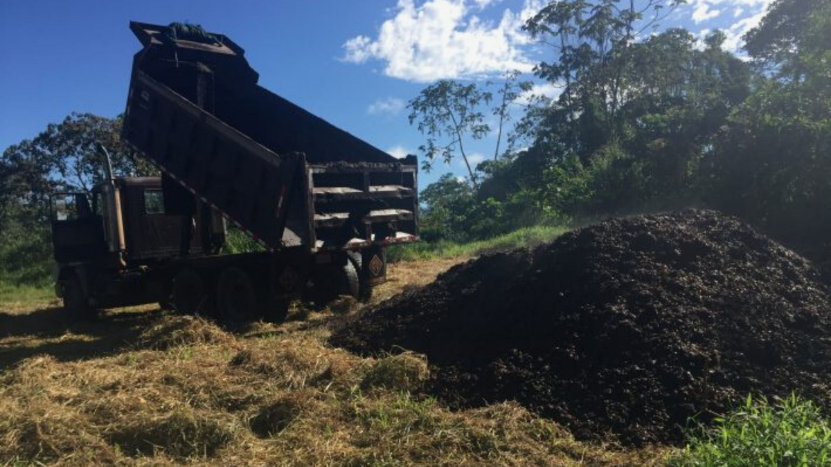 The court banned this dump. Sixteen years later, a beautiful forest grew there. - Nature, wildlife, Wild animals, Animals, Negative, Zen, Yandex Zen, Yandex Zen (link), Longpost