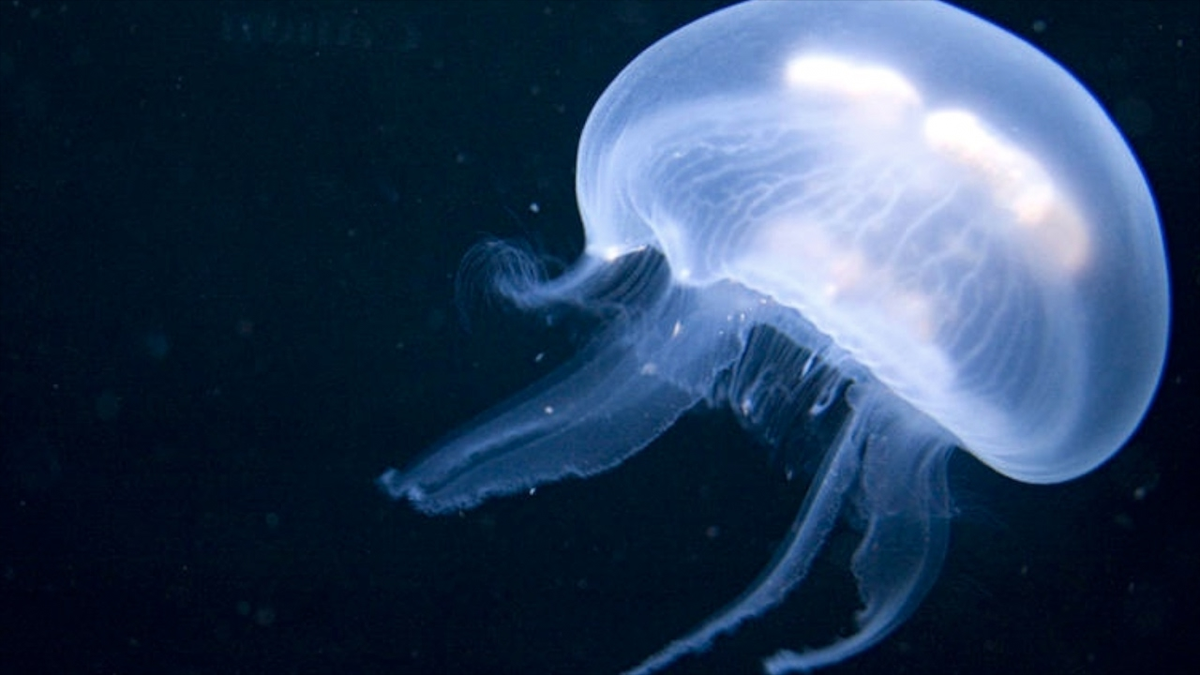 Jellyfish of the Black and Azov Seas: the Rhizostoma, the Aurelia, and the Ctenophora – who stings? - Jellyfish, Black Sea, Marine life, Ocean, Water, Animals, Wild animals, Zen, Yandex Zen, Yandex Zen (link), Longpost