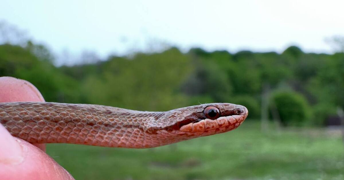Grass snake, adder, copperhead and slow worm: which is poisonous and which is not even a snake - Snake, I, Reptiles, Animals, Wild animals, Zen, Yandex Zen, Yandex Zen (link), Longpost