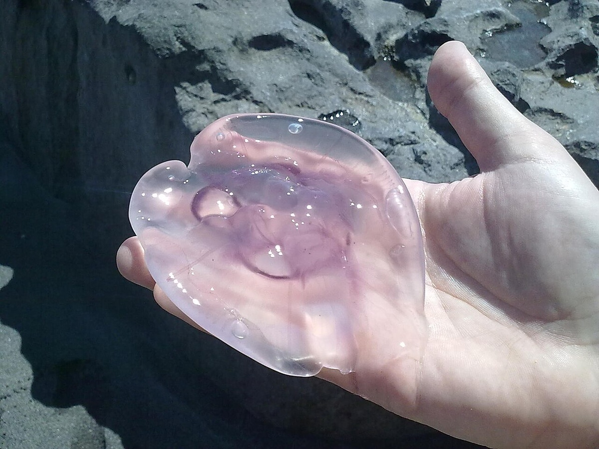 Jellyfish of the Black and Azov Seas: the Rhizostoma, the Aurelia, and the Ctenophora – who stings? - Jellyfish, Black Sea, Marine life, Ocean, Water, Animals, Wild animals, Zen, Yandex Zen, Yandex Zen (link), Longpost