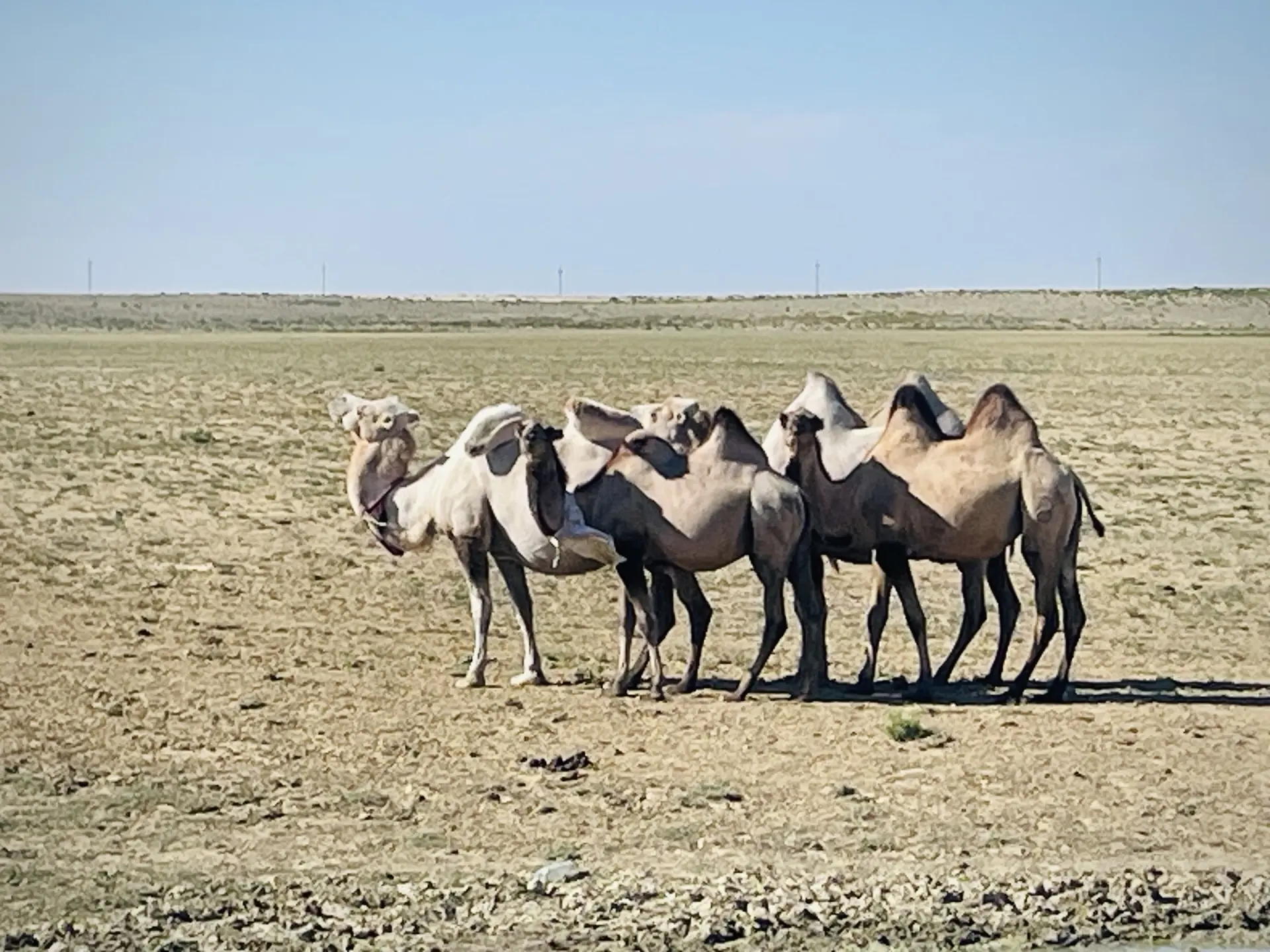 Part 4. The Losers Moscow - Kazakhstan - Moscow - Series Travels, My, Kazakhstan, Road trip, Tourism, Interesting places, sights, Drive, Leisure, Longpost