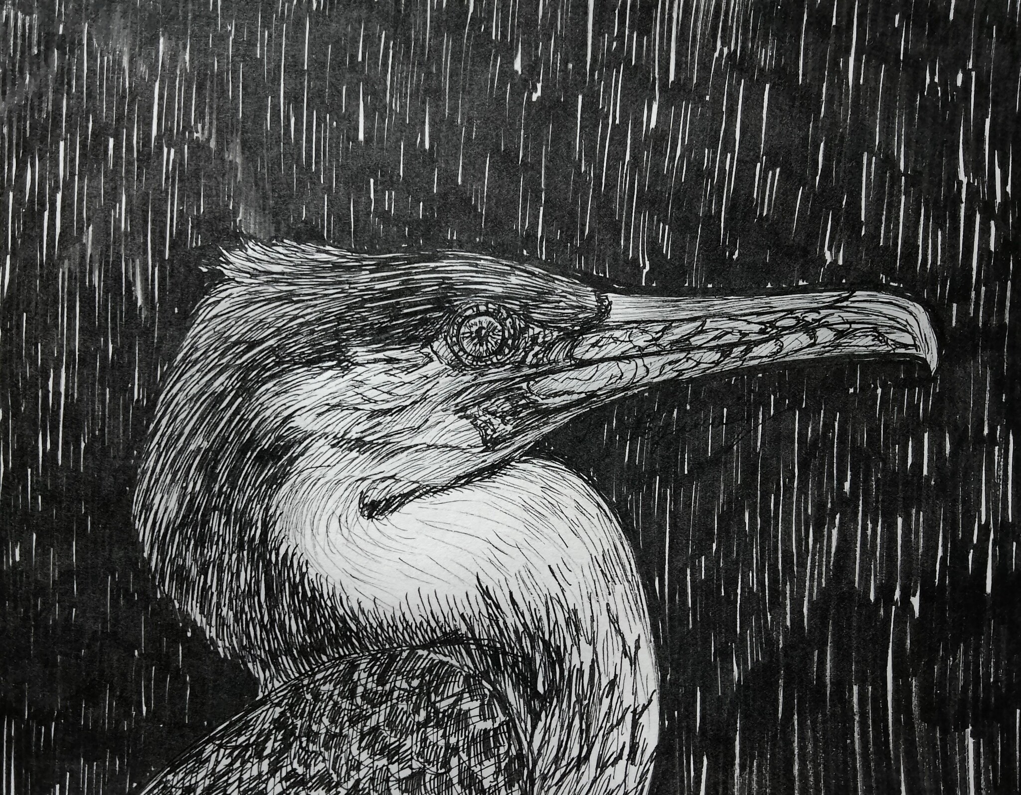 Antarctic blue-eyed cormorant (liner) - My, Art, Animalistics, Birds, Cormorants, Drawing, Liner, Traditional art