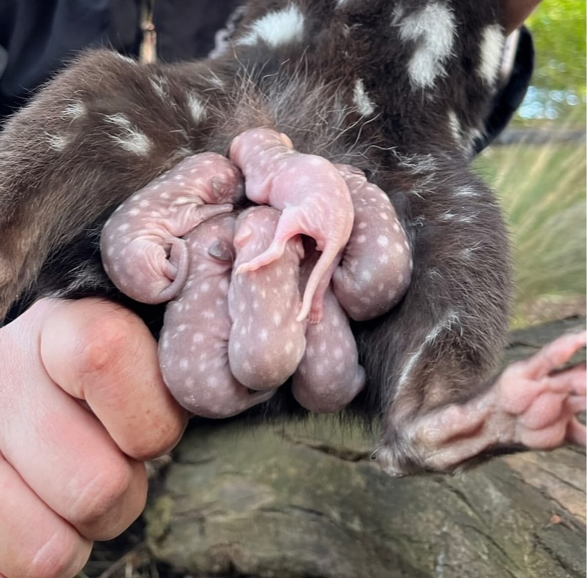 Spotted quolls - Young, Marsupials, Predatory animals, Wild animals, wildlife, Tasmania, The photo, Longpost
