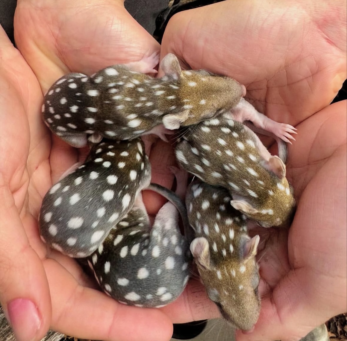 Spotted quolls - Young, Marsupials, Predatory animals, Wild animals, wildlife, Tasmania, The photo, Longpost