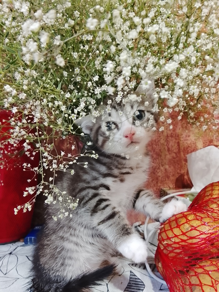 Любимчик