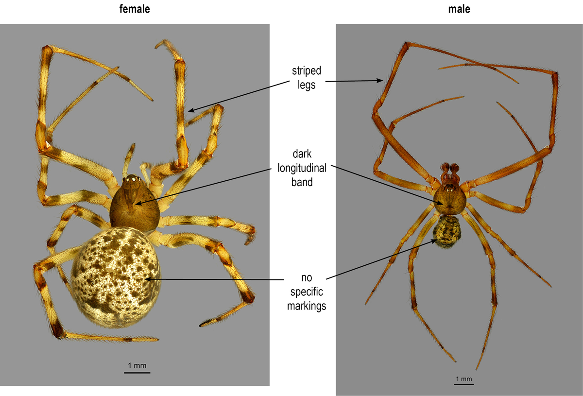 The House Spider: Everything You Need to Know About the Permanent Resident of Our Apartment Corners - Spider, Insects, Arthropods, Animals, Wild animals, Zen, Yandex Zen, Yandex Zen (link), Longpost