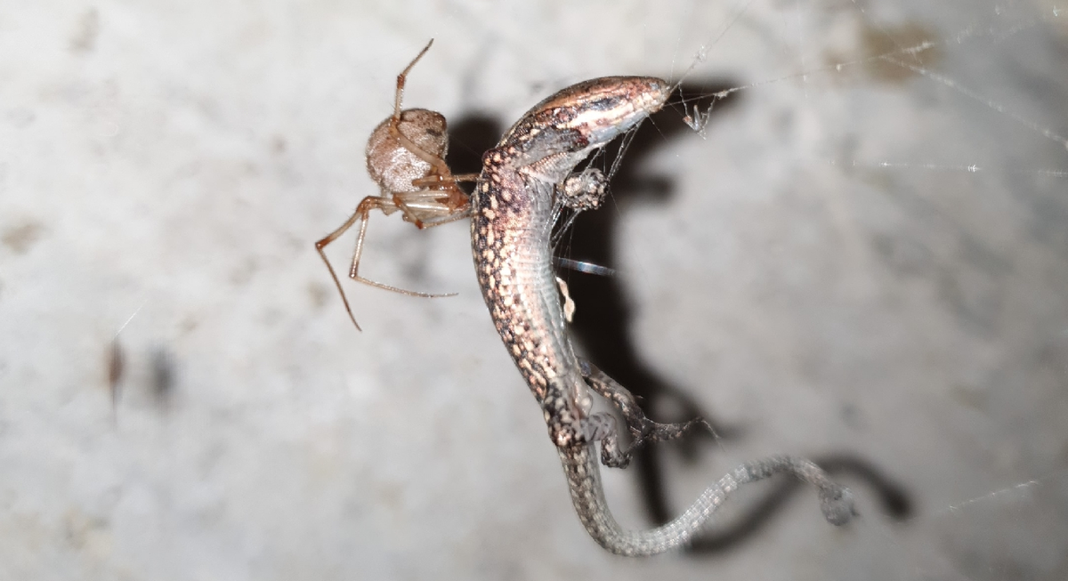 The House Spider: Everything You Need to Know About the Permanent Resident of Our Apartment Corners - Spider, Insects, Arthropods, Animals, Wild animals, Zen, Yandex Zen, Yandex Zen (link), Longpost