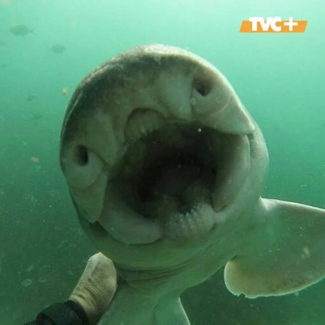 Dangerous hugs: Australian diver manages to tame a shark - Series Interesting in VK, Kindness, The senses, Ocean, Shark, friendship, Person, Longpost