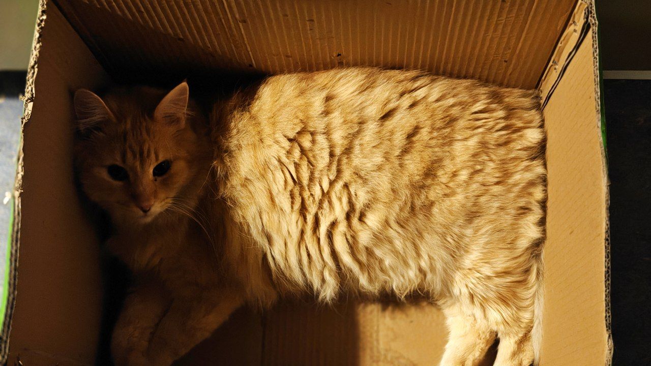 The faces of cats rescued mainly from summer cottages, who live with me - My, Helping animals, cat, Animal Rescue, Dacha, Animals, Pets, Longpost