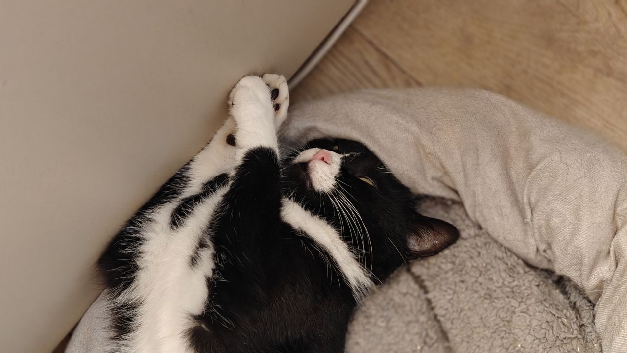The faces of cats rescued mainly from summer cottages, who live with me - My, Helping animals, cat, Animal Rescue, Dacha, Animals, Pets, Longpost
