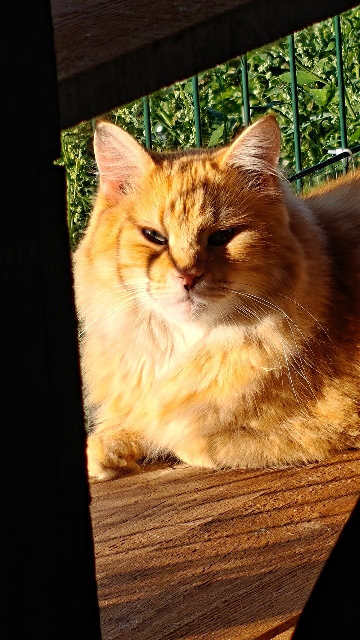 The faces of cats rescued mainly from summer cottages, who live with me - My, Helping animals, cat, Animal Rescue, Dacha, Animals, Pets, Longpost
