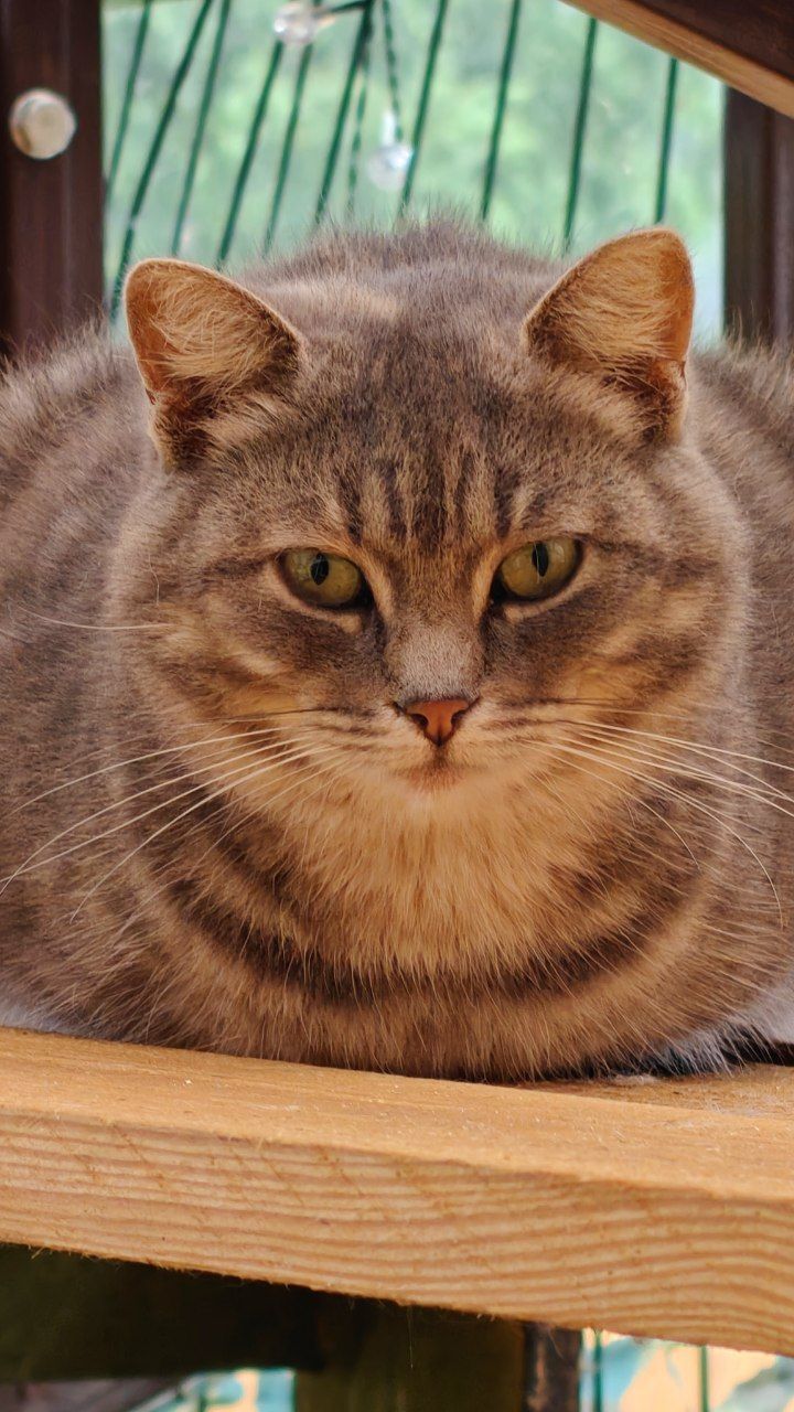The faces of cats rescued mainly from summer cottages, who live with me - My, Helping animals, cat, Animal Rescue, Dacha, Animals, Pets, Longpost