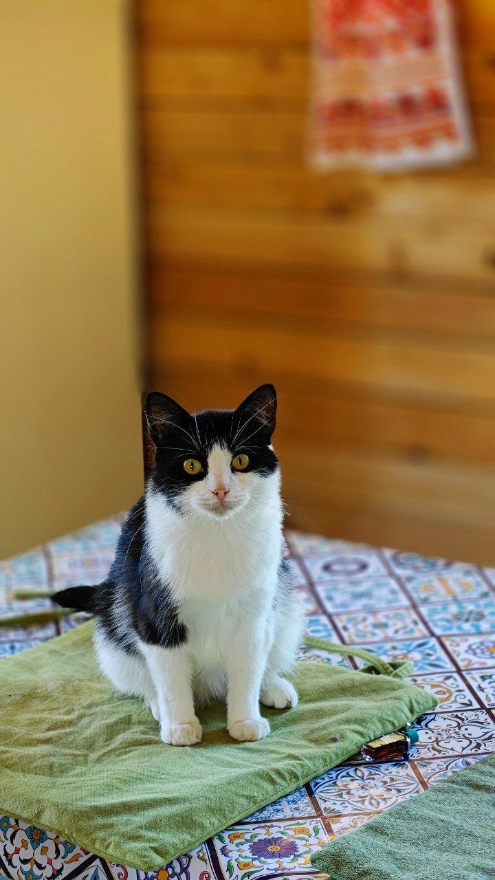 The faces of cats rescued mainly from summer cottages, who live with me - My, Helping animals, cat, Animal Rescue, Dacha, Animals, Pets, Longpost