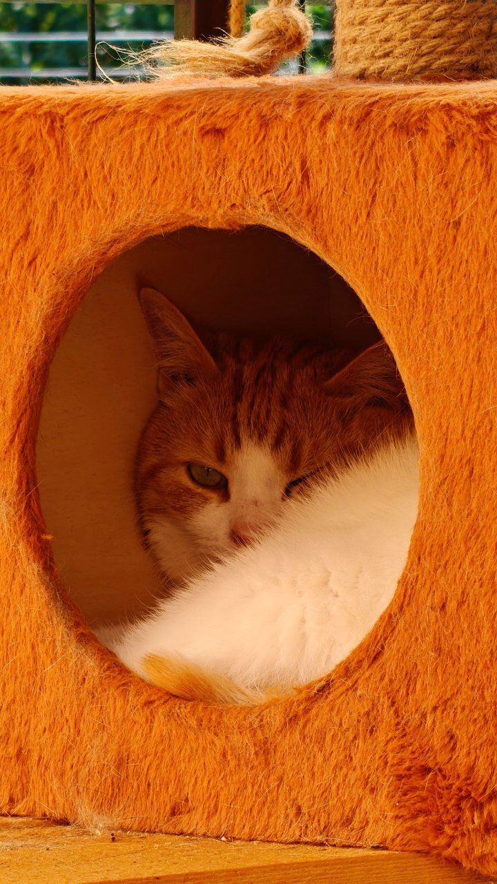 The faces of cats rescued mainly from summer cottages, who live with me - My, Helping animals, cat, Animal Rescue, Dacha, Animals, Pets, Longpost