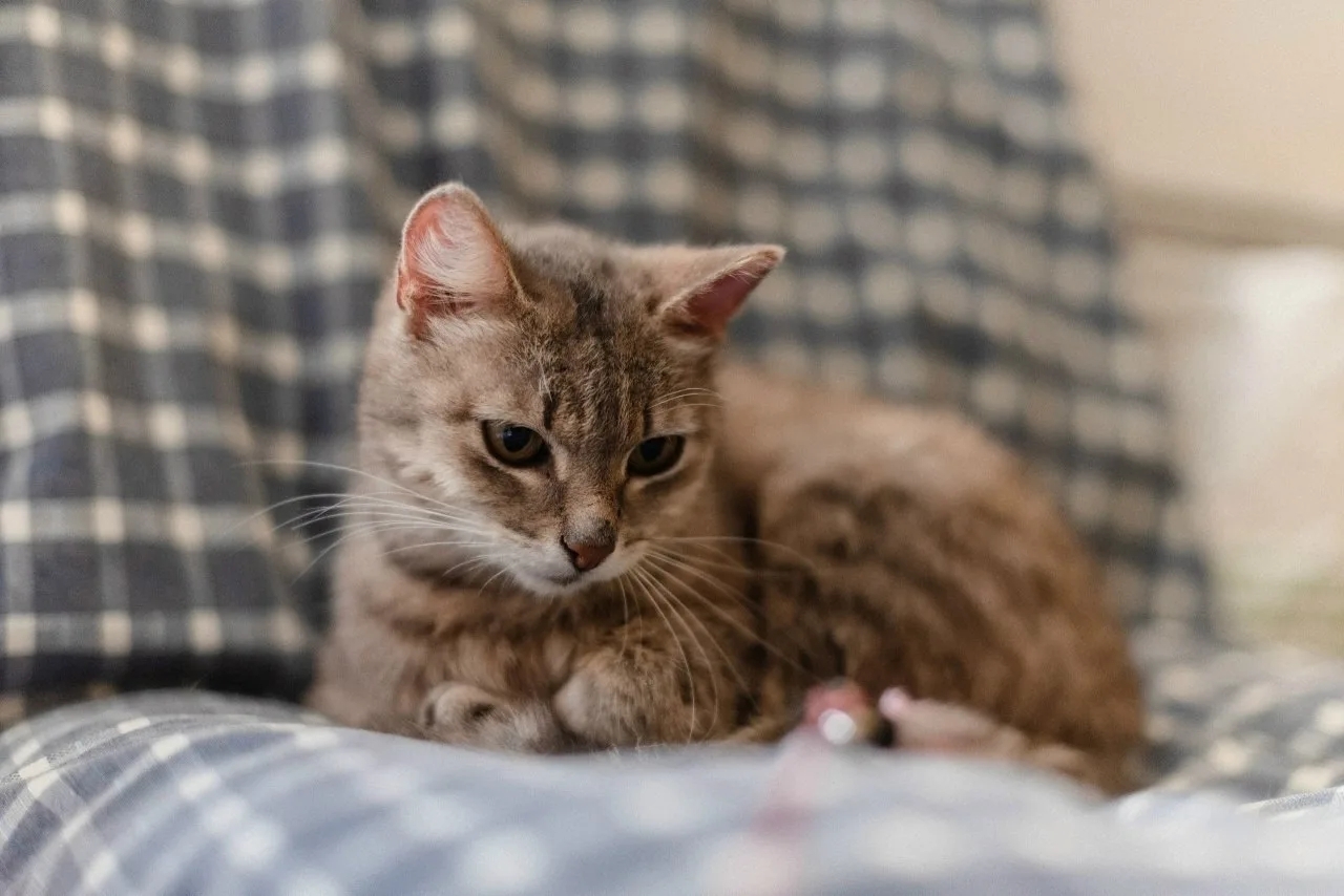 When something is missing in the house... A cat is looking for a home - My, cat, In good hands, Cat lovers, Homeless animals, Animal shelter, Good league, Helping animals, No rating, Saransk, Longpost
