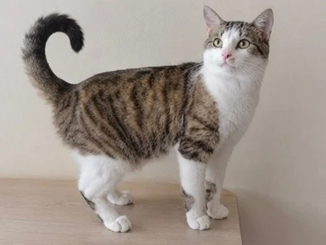Cat for sale. Attention! DISCOUNT! (Joke). Just save a soul. - cat, In good hands, Moscow, Saint Petersburg, Voronezh, Lipetsk, Telegram (link), Longpost
