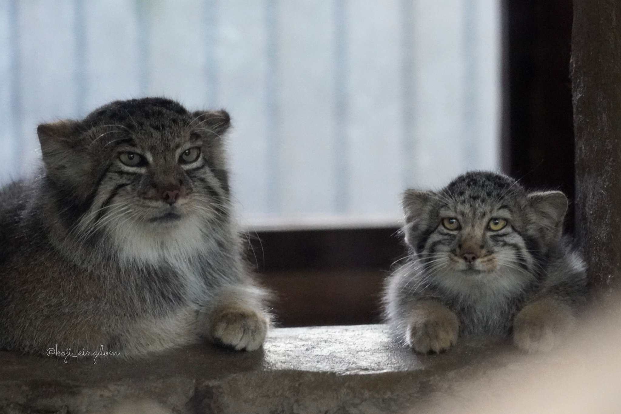 - Will you be the third? - Wild animals, Cat family, Predatory animals, Small cats, Pallas' cat, Young, Zoo