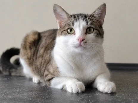 Cat for sale. Attention! DISCOUNT! (Joke). Just save a soul. - cat, In good hands, Moscow, Saint Petersburg, Voronezh, Lipetsk, Telegram (link), Longpost