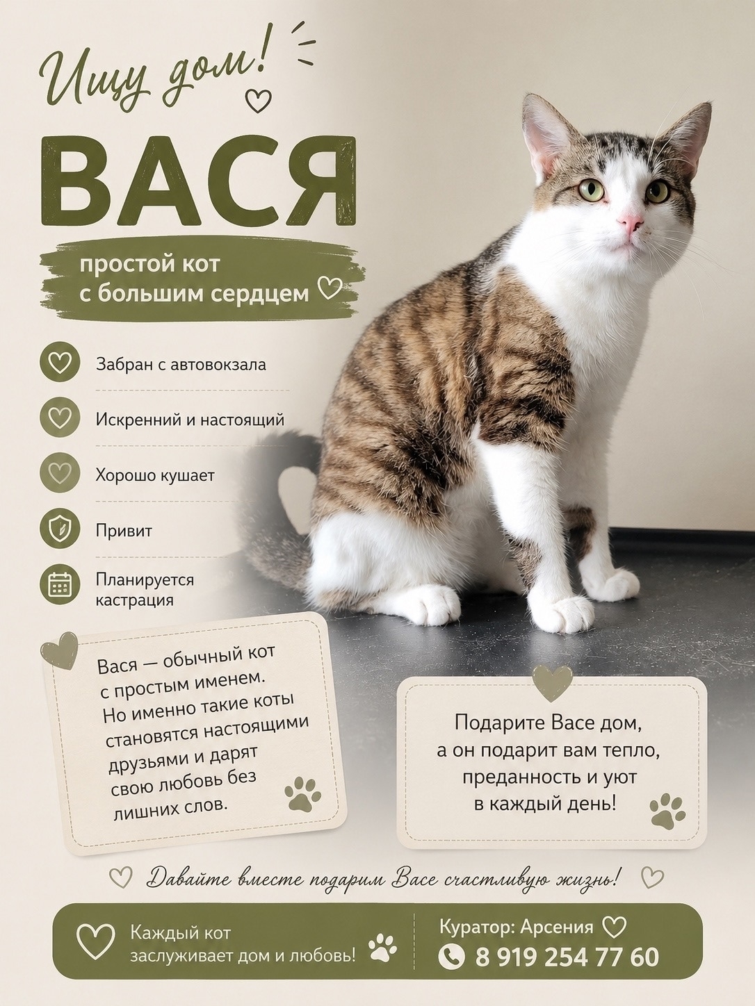 Cat for sale. Attention! DISCOUNT! (Joke). Just save a soul. - cat, In good hands, Moscow, Saint Petersburg, Voronezh, Lipetsk, Telegram (link), Longpost