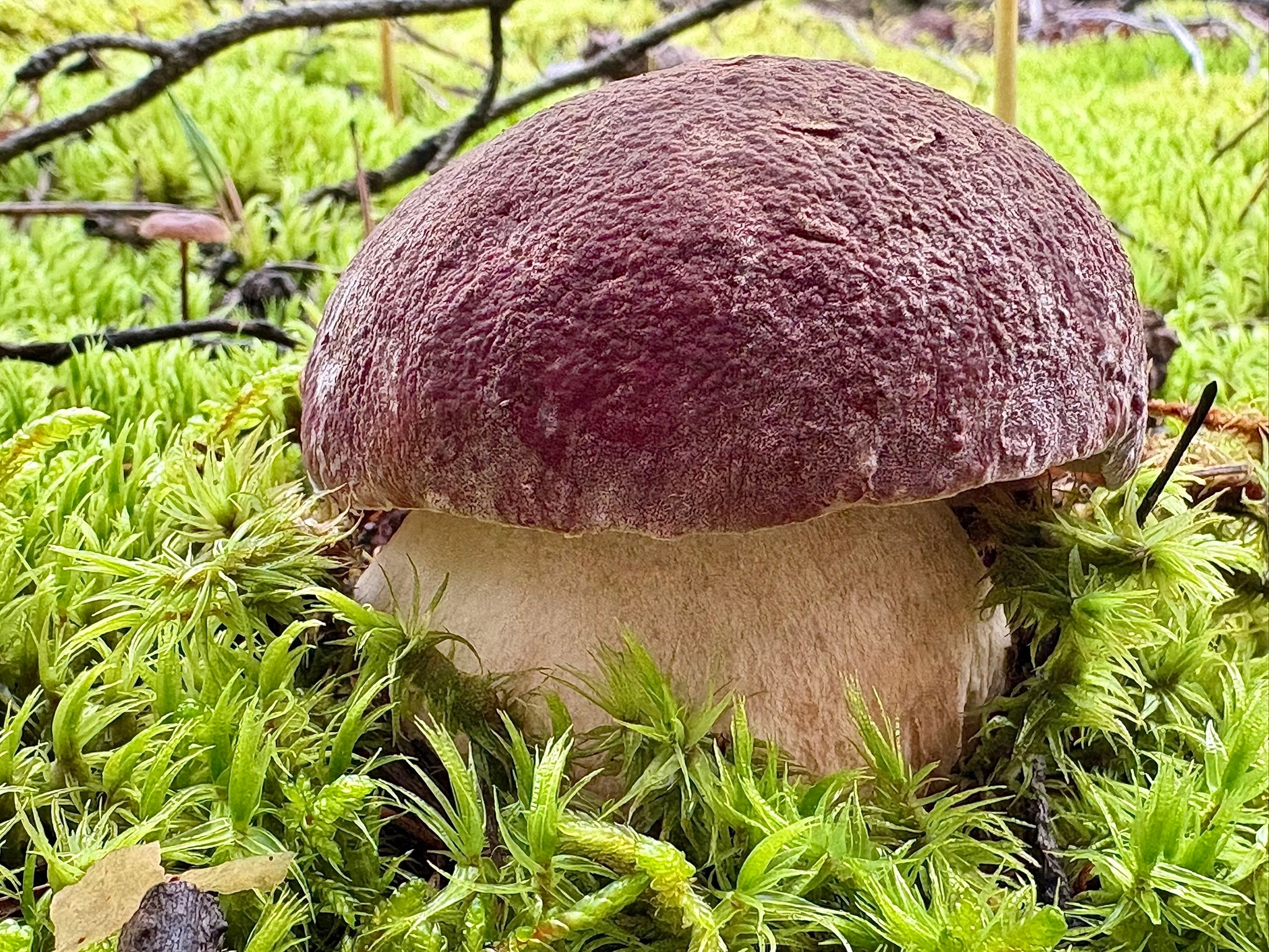 And mushrooms again - My, Mushrooms, Yummy, Forest, beauty