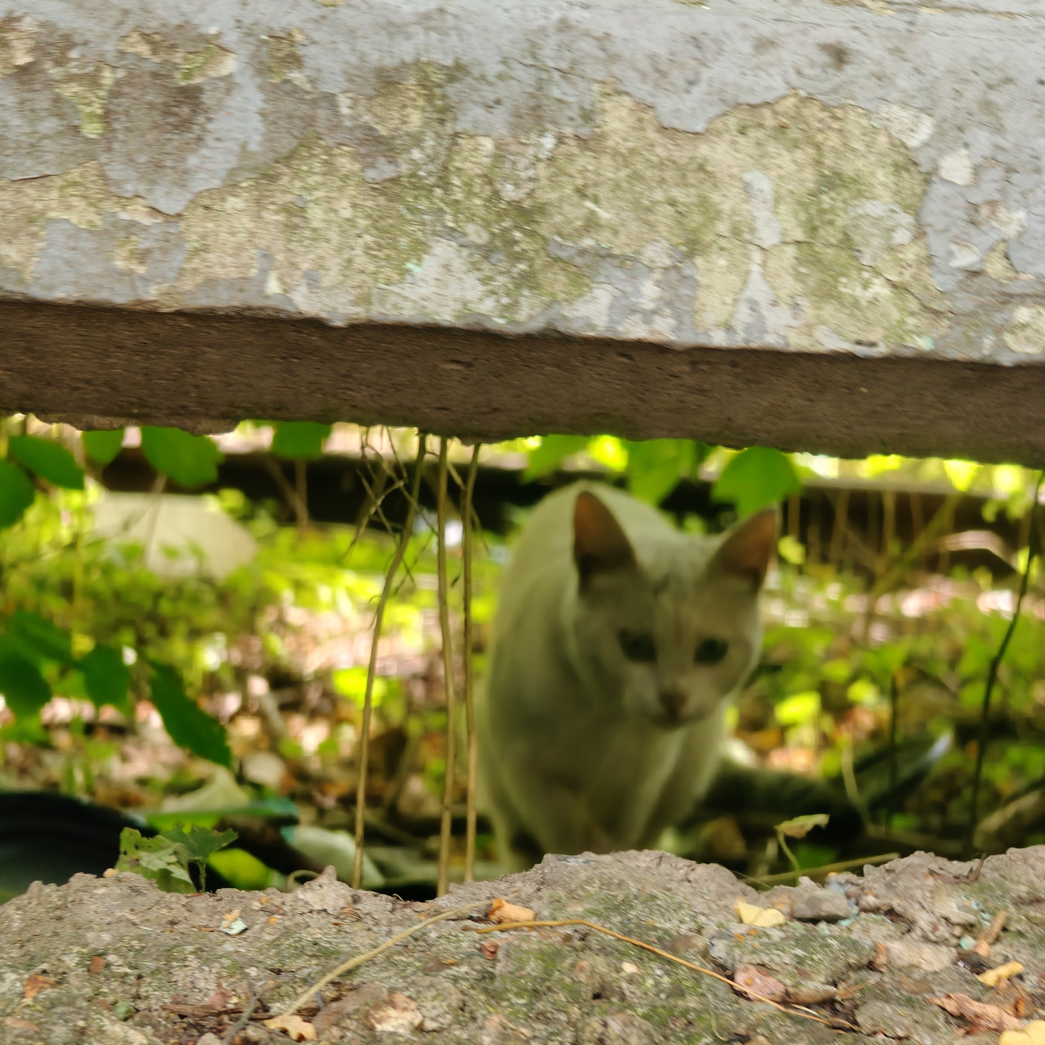 News reports from the industrial zone where cats live - Series I feed cats on the street, My, cat, Homeless animals, Cat lovers, Series