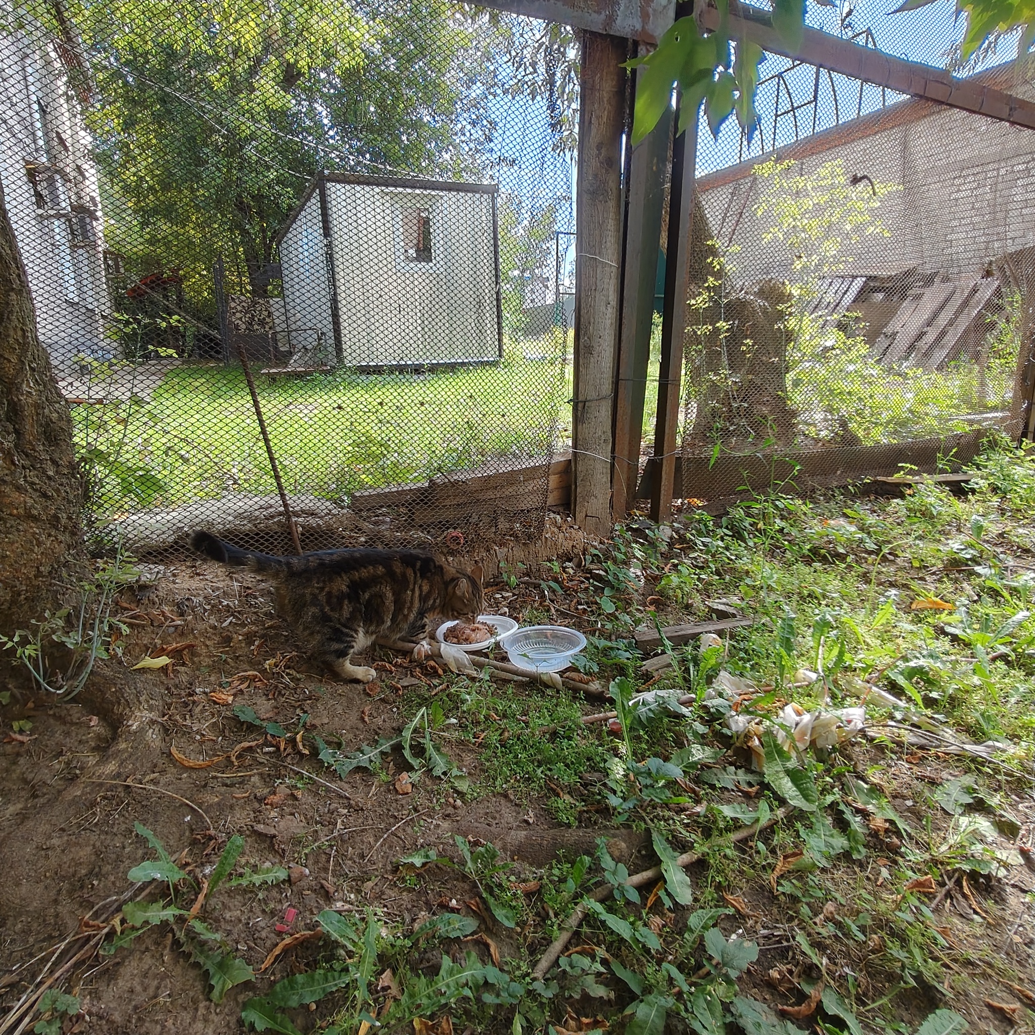 News reports from the industrial zone where cats live - Series I feed cats on the street, My, cat, Homeless animals, Cat lovers, Series