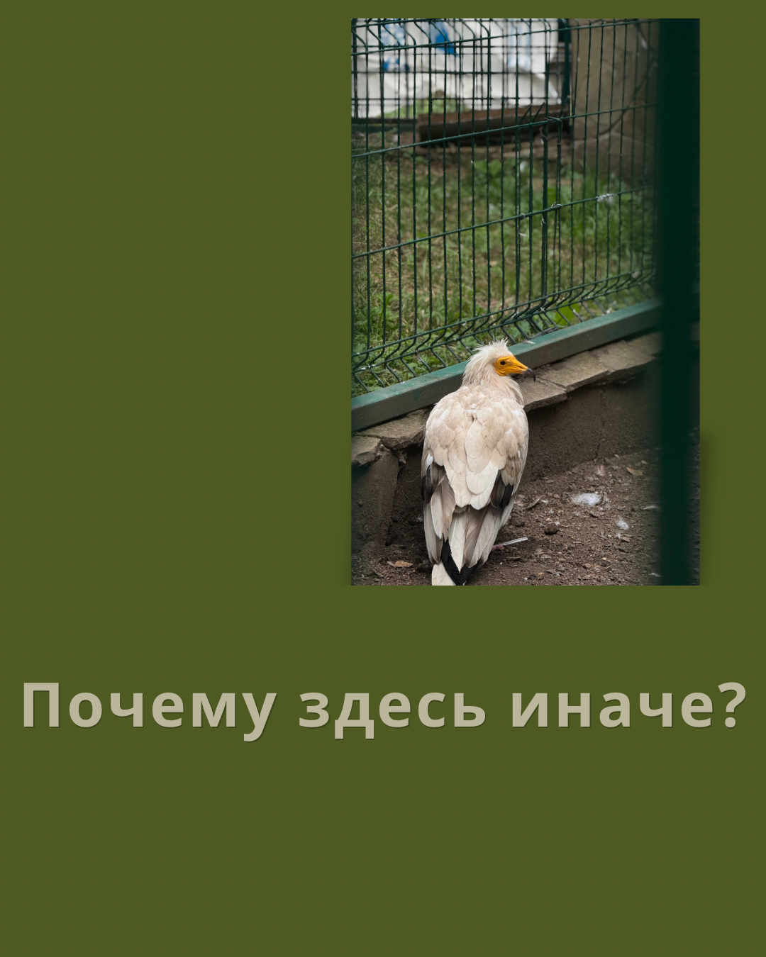 How One Trip Ruined All My Future Travels - My, Emotions, Reality, Teberda, Teberda Reserve, Animals, The Bears, Caucasus, Karachay-Cherkessia, Mat, Travels, Longpost