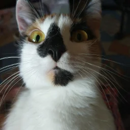 ZametkiYaushkina