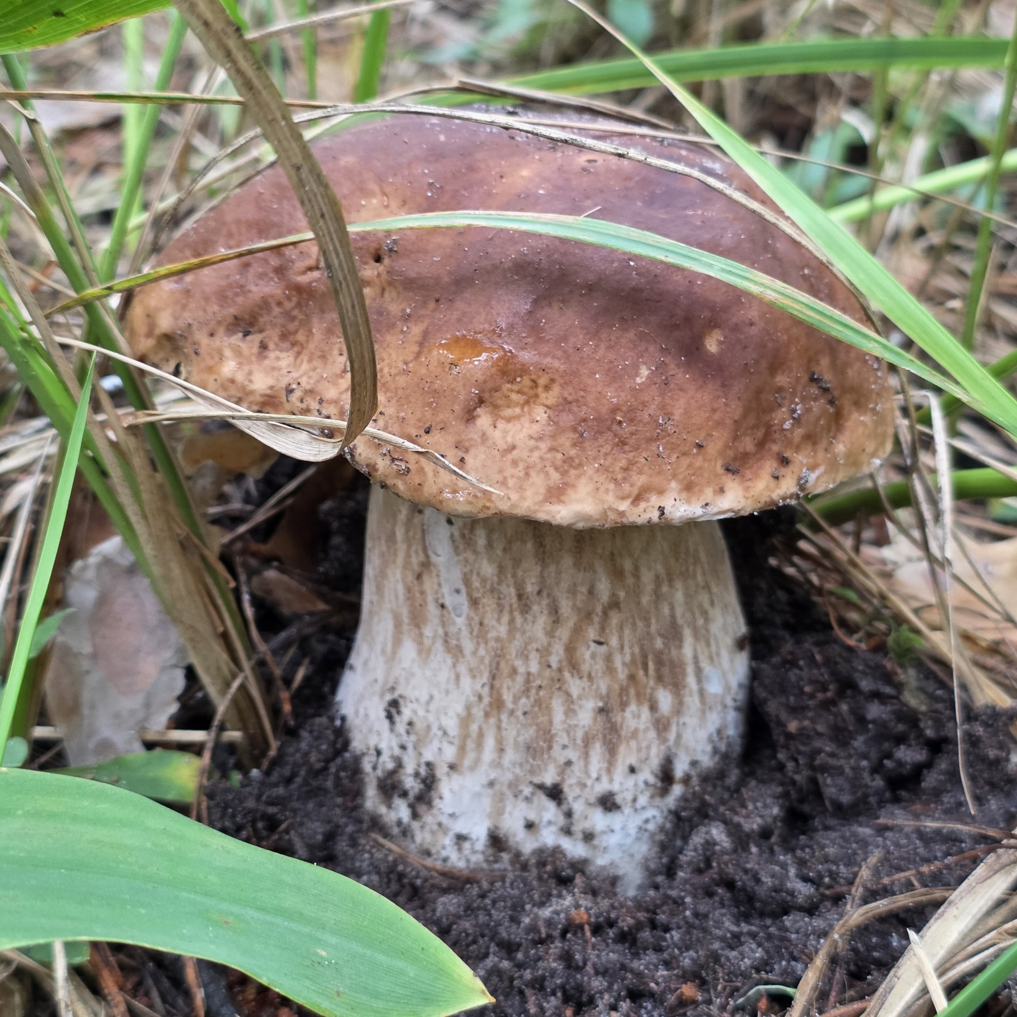White mushrooms 2026 - My, Mushrooms, Hobby, Lipetsk region, Walk in the woods