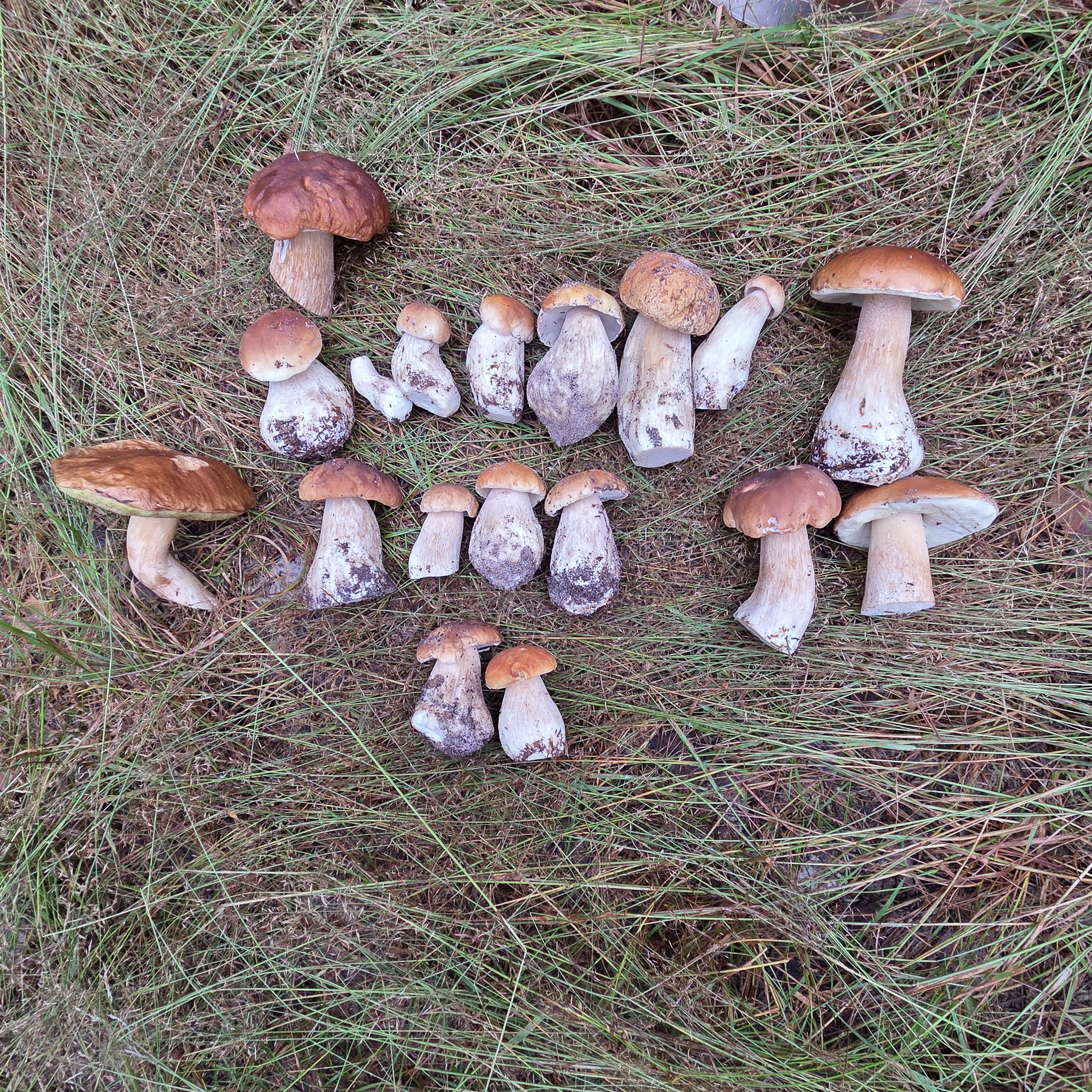White mushrooms 2026 - My, Mushrooms, Hobby, Lipetsk region, Walk in the woods