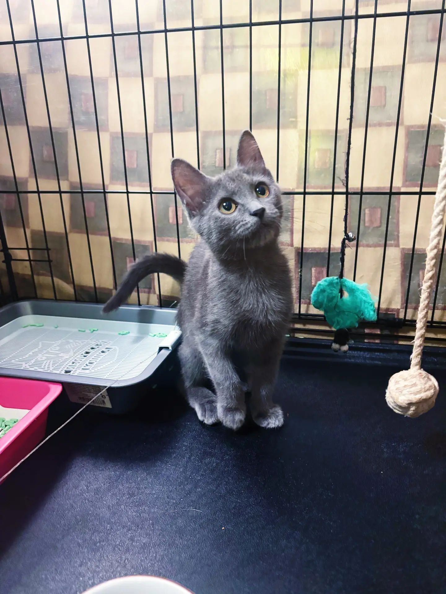 Almost a statuette, and almost a Russian Blue. The cat is looking for a home in Moscow. - My, Helping animals, Shelter, Cat lovers, In good hands, Homeless animals, cat