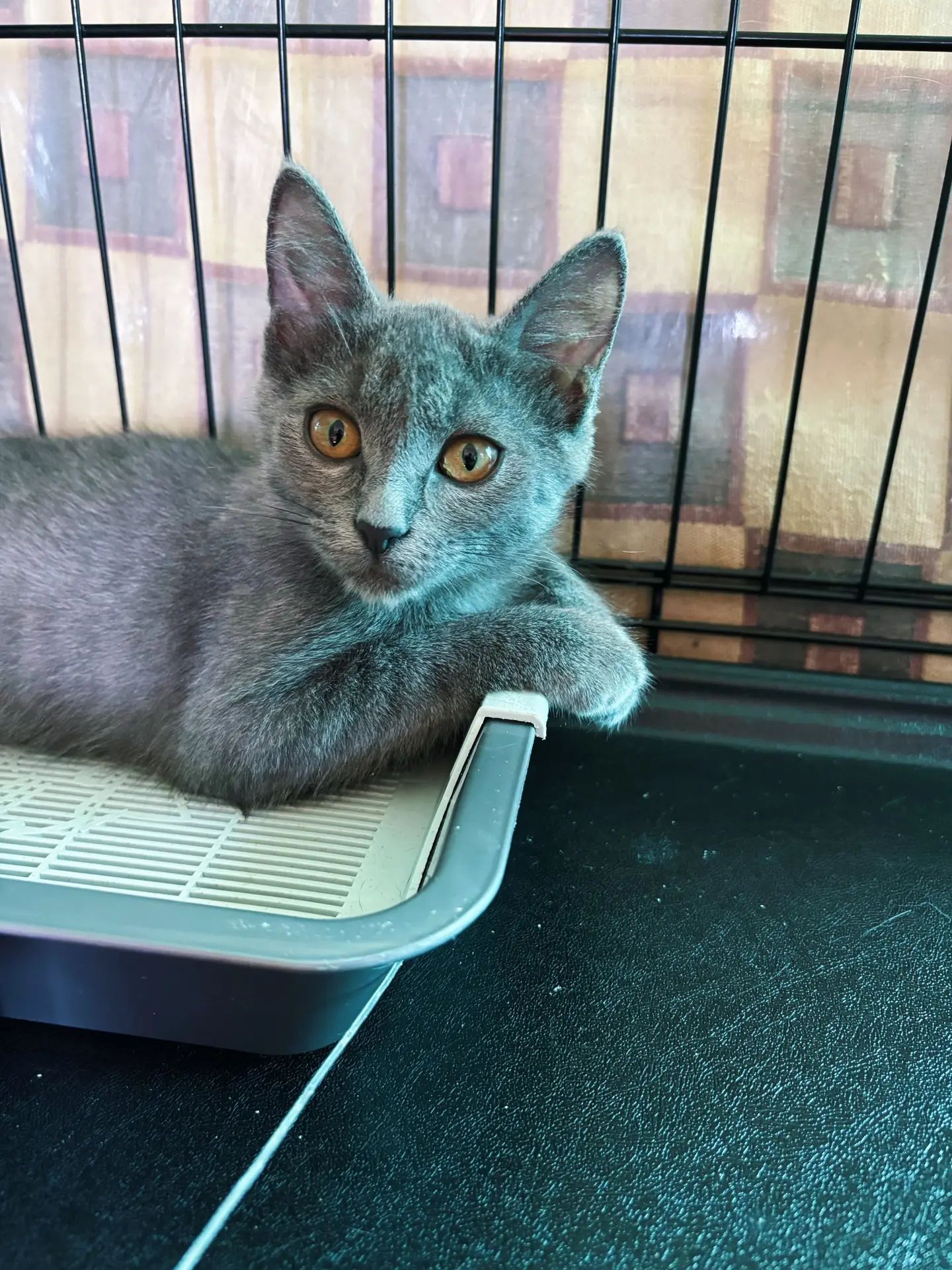 Almost a statuette, and almost a Russian Blue. The cat is looking for a home in Moscow. - My, Helping animals, Shelter, Cat lovers, In good hands, Homeless animals, cat