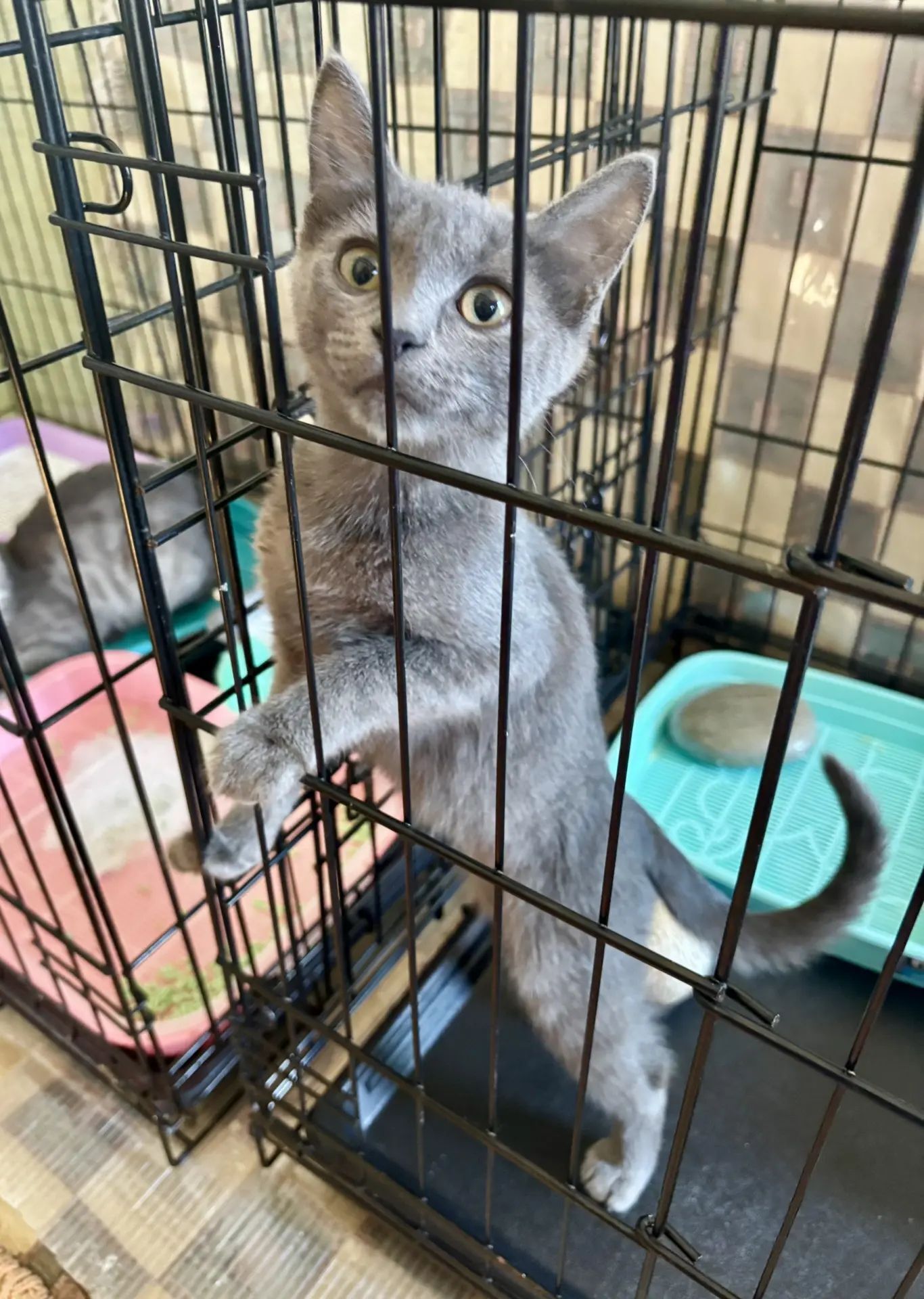Almost a statuette, and almost a Russian Blue. The cat is looking for a home in Moscow. - My, Helping animals, Shelter, Cat lovers, In good hands, Homeless animals, cat