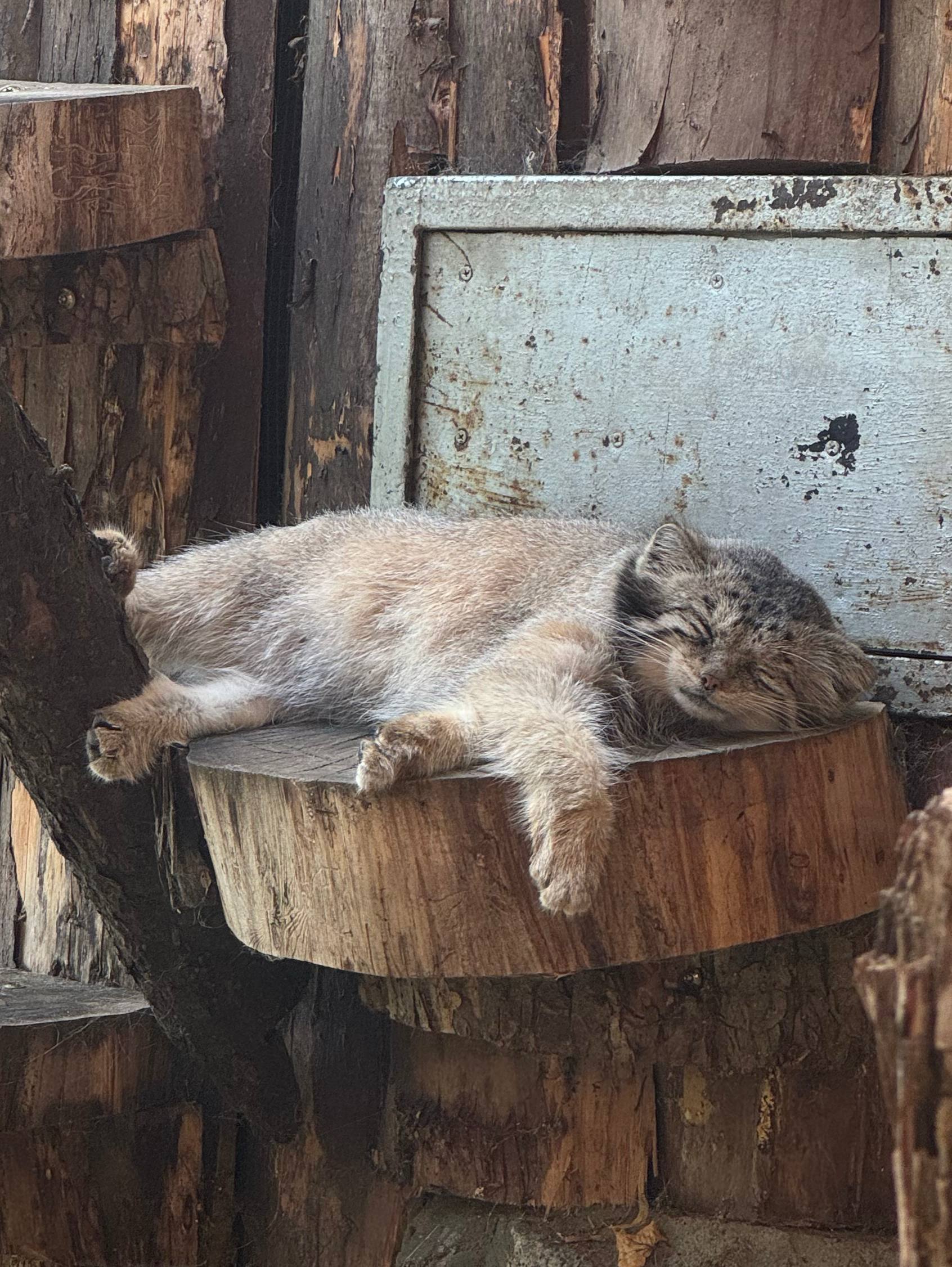 Heat... - Pallas' cat, Small cats, Cat family, Predatory animals, Wild animals, The photo, Zoo, Leningrad Zoo, Young, Telegram (link), Longpost