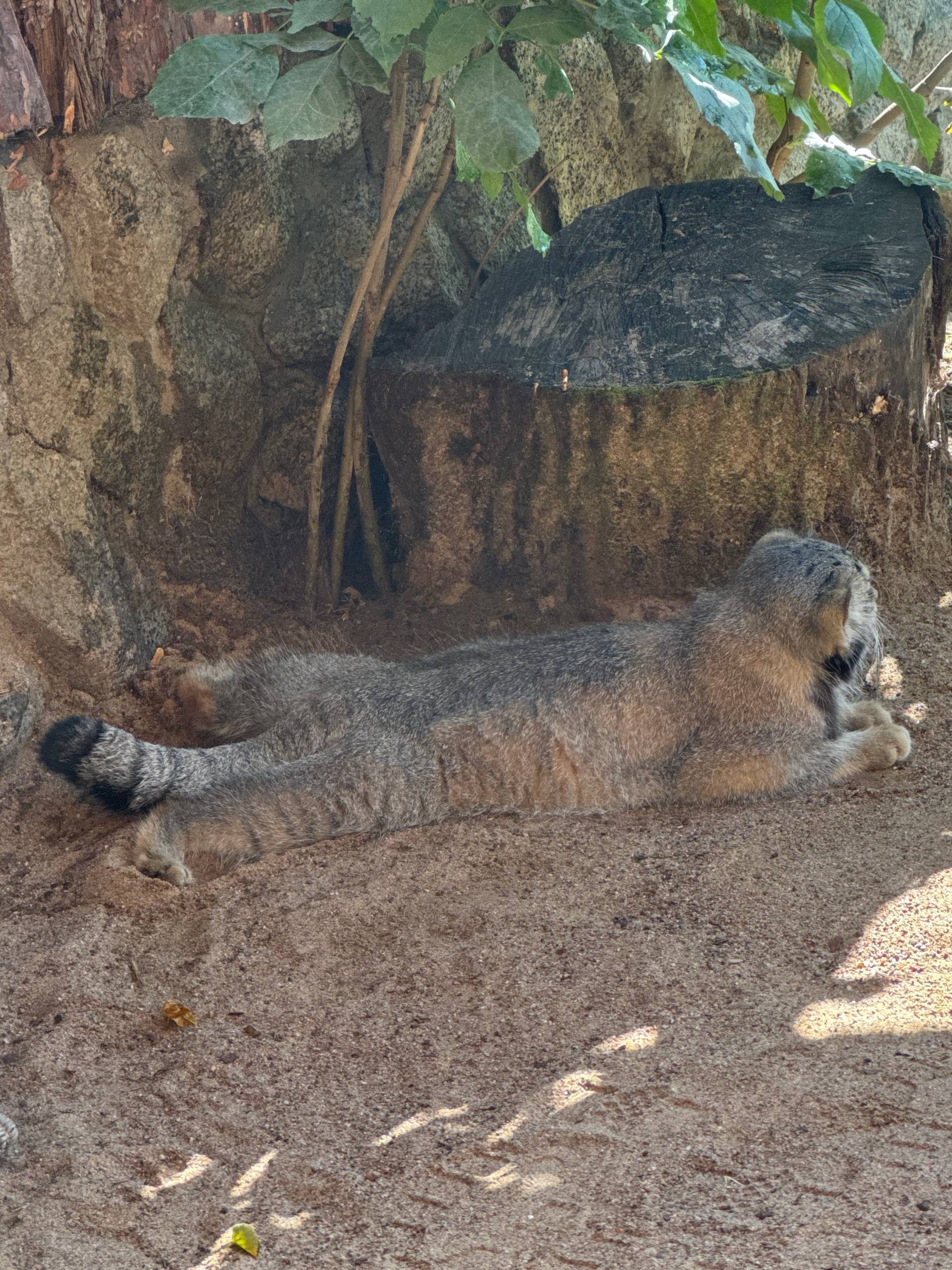 Heat... - Pallas' cat, Small cats, Cat family, Predatory animals, Wild animals, The photo, Zoo, Leningrad Zoo, Young, Telegram (link), Longpost