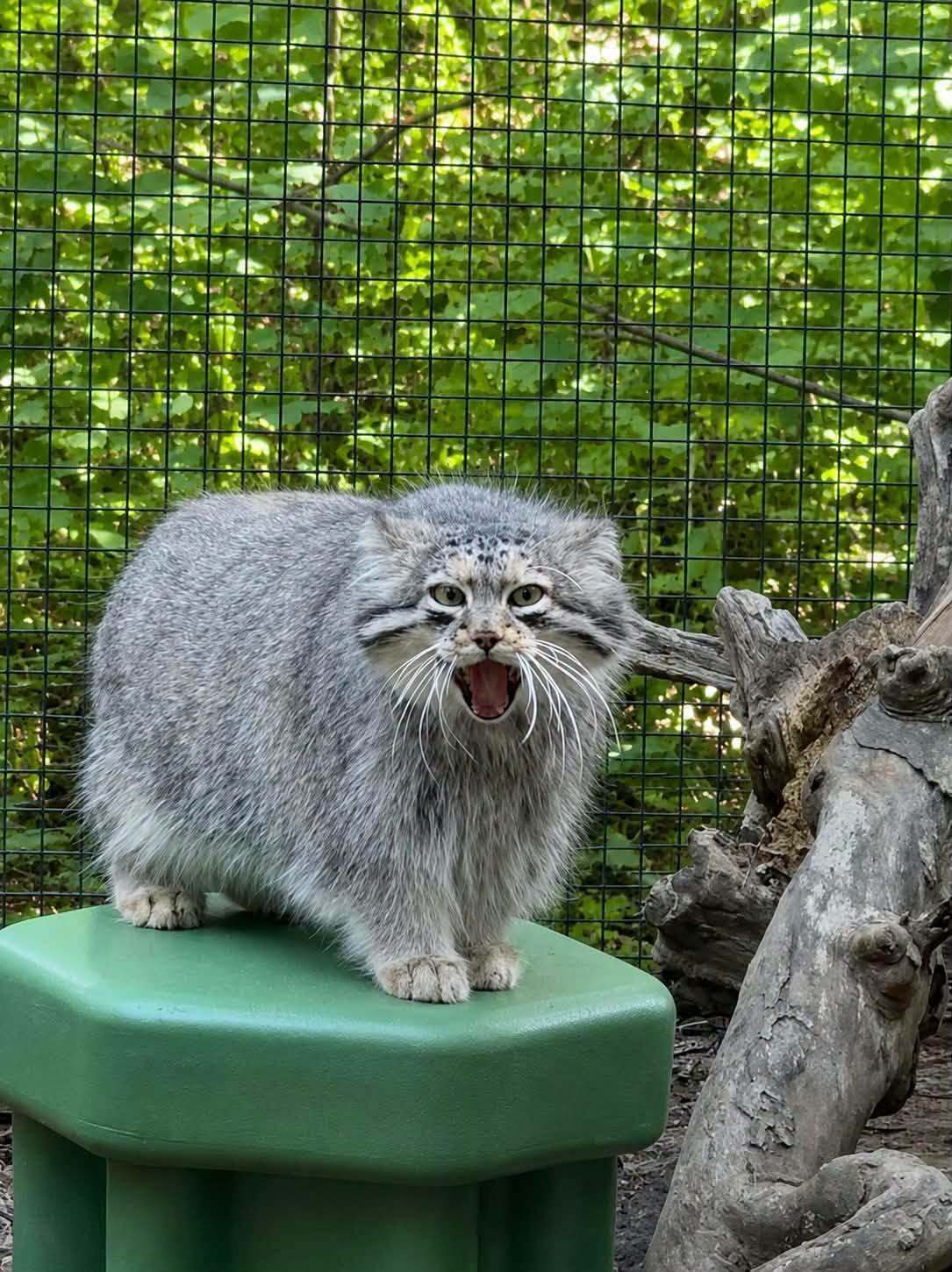 This is outrageous! - Pallas' cat, Small cats, Cat family, Predatory animals, Wild animals, The photo, Zoo, Facebook (link)