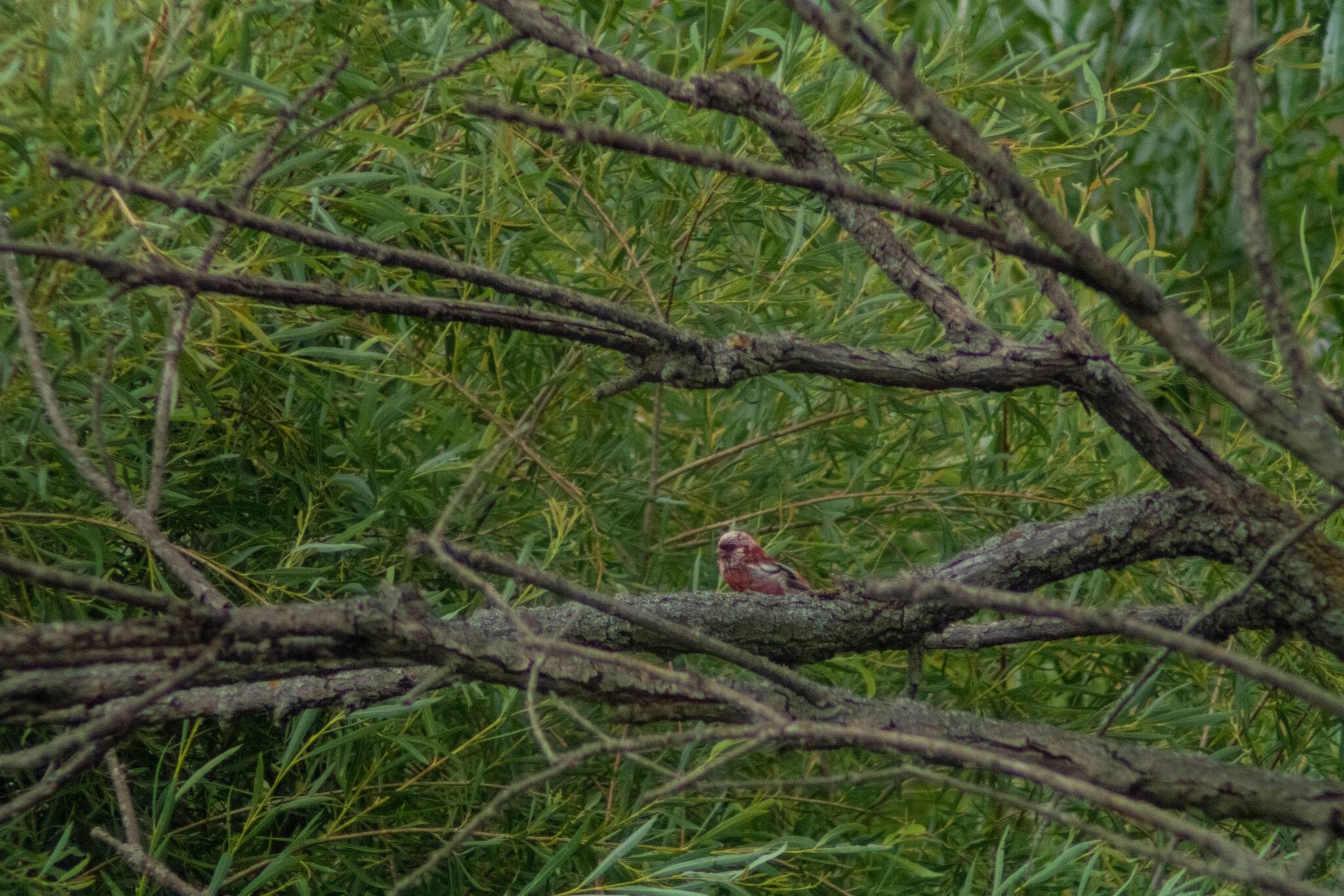 A colorful bird. Siberian rosefinch. - Series Young Naturalist, Nature, Дальний Восток, Birds, Biology, Russia, The nature of Russia, The photo, Ornithology, Photo hunting, Bird watching, Ornithology League, In the animal world, Telegram (link)